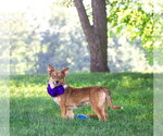 Small #4 Mutt