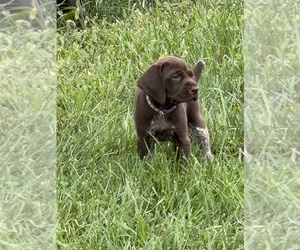 German Shorthaired Pointer Puppy for sale in XENIA, OH, USA