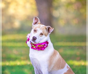 Ginger - Female Mutt Dog for Adoption - Photo #5