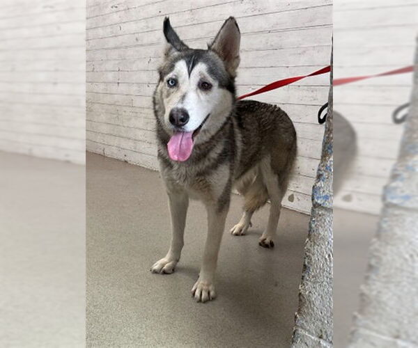 Medium Photo #1 Siberian Husky Puppy For Sale in San Bernardino, CA, USA