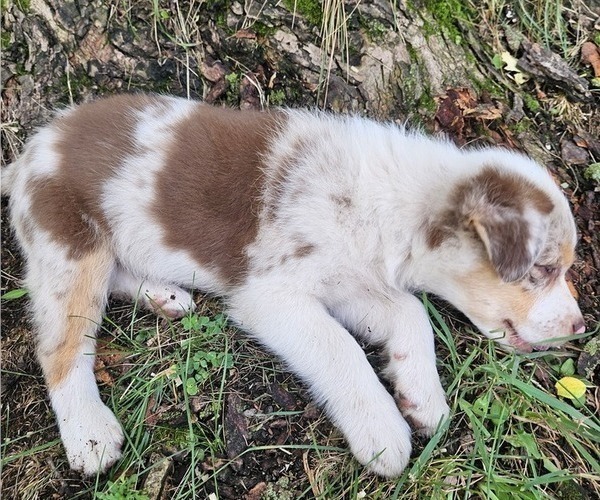 Medium Photo #31 Australian Shepherd Puppy For Sale in MABEL, MN, USA