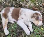 Small Photo #31 Australian Shepherd Puppy For Sale in MABEL, MN, USA
