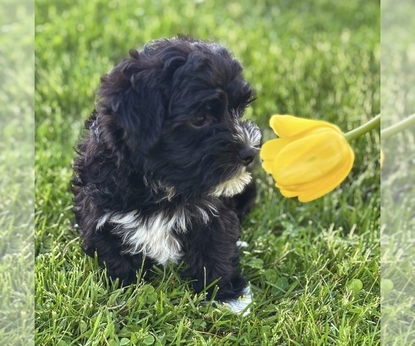 Medium Photo #7 Morkie Puppy For Sale in ROCK STREAM, NY, USA