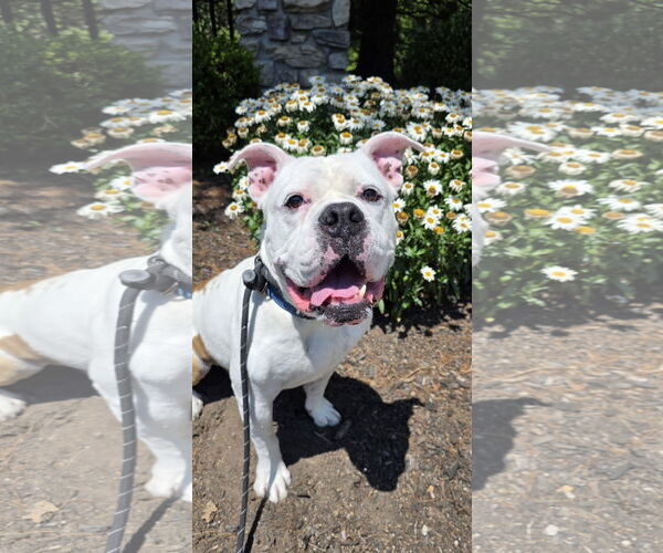 Medium Photo #4 Bulldog-Unknown Mix Puppy For Sale in Rockaway, NJ, USA