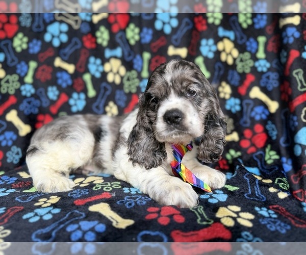 Medium Photo #6 Cocker Spaniel Puppy For Sale in LAKELAND, FL, USA