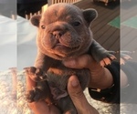 Small Photo #26 French Bulldog Puppy For Sale in PLACERVILLE, CA, USA