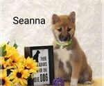 Puppy Seanna Shiba Inu