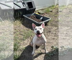 Small #14 Mutt