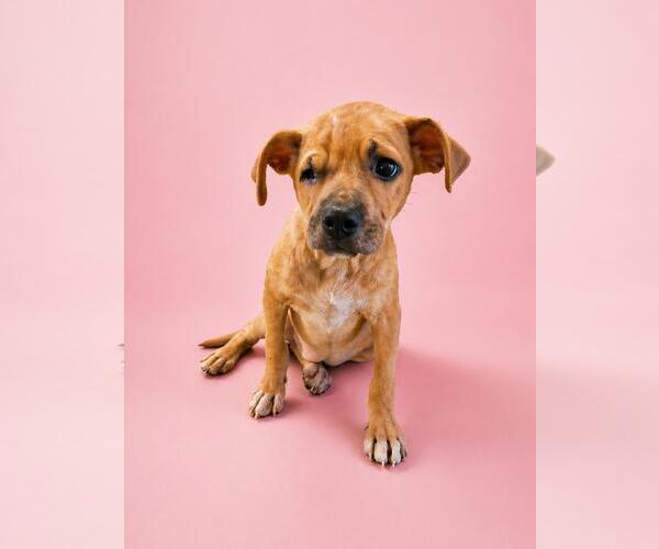 Medium Photo #9 Mutt Puppy For Sale in Rockwall, TX, USA