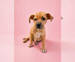 Small #8 Mutt