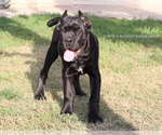 Small Photo #1 Cane Corso Puppy For Sale in BROOKLYN, NY, USA