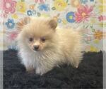 Small #6 Pomeranian