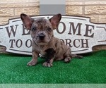 Small Photo #1 French Bullhuahua Puppy For Sale in CARTHAGE, TX, USA