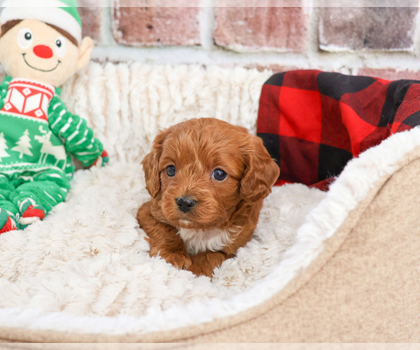 Medium Photo #2 Cavapoo (Miniature) Puppy For Sale in SYRACUSE, IN, USA