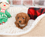 Small #1 Cavapoo (Miniature)