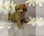 Small Photo #8 Poodle (Toy) Puppy For Sale in SYLMAR, CA, USA