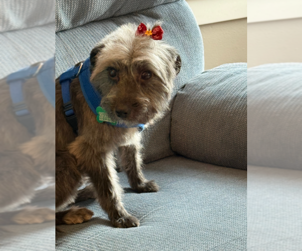 Medium Photo #6 Australian Shepherd Puppy For Sale in Sioux Falls, SD, USA