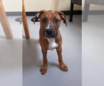 Small #6 Labrador Retriever Mix
