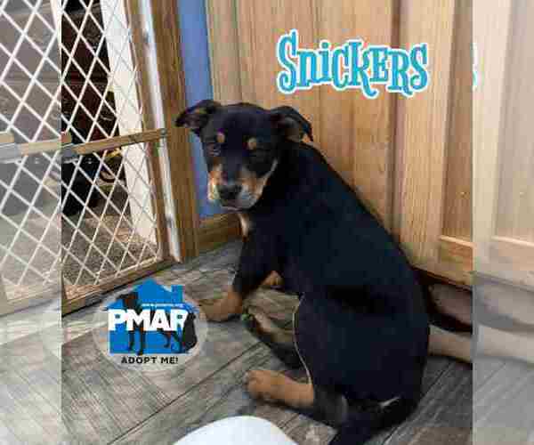 Medium Photo #1 Labrador Retriever-Unknown Mix Puppy For Sale in Binghamton, NY, USA