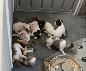 Jack Russell Terrier Puppy for sale in JASPER, FL, USA
