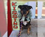 Small Photo #1 Miniature Pinscher-Unknown Mix Puppy For Sale in Denton, TX, USA