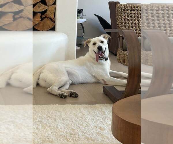 Medium Photo #3 Labrenees Puppy For Sale in Bountiful, UT, USA