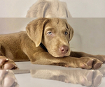 Small Photo #19 Labrador Retriever Puppy For Sale in ALEXANDRIA, VA, USA