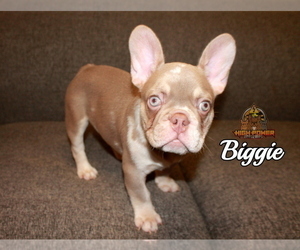 French Bulldog Puppy for sale in SAN FRANCISCO, CA, USA
