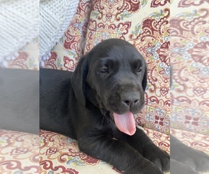 Labrador Retriever Puppy for sale in PROSSER, WA, USA