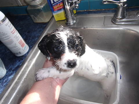 Medium Photo #8 Jack Russell Terrier-Poodle (Standard) Mix Puppy For Sale in FAYETTEVILLE, NC, USA