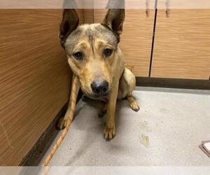 German Shepherd Dog-Unknown Mix Dogs for adoption in Modesto, CA, USA