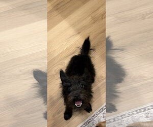 Kansas - Female Mutt Dog for Adoption - Photo #2