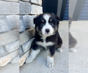 Australian Shepherd Puppy for sale in LODA, IL, USA