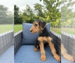 Small Photo #7 Airedale Terrier Puppy For Sale in JOSHUA, TX, USA