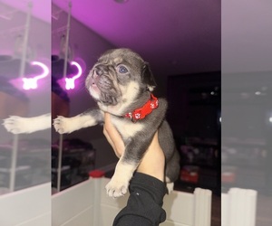 French Bulldog Puppy for sale in LOUISVILLE, KY, USA