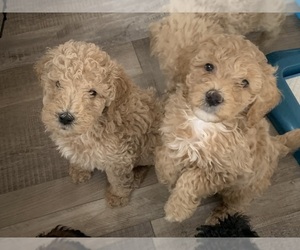 Goldendoodle (Miniature) Puppy for sale in WHITEWATER, WI, USA