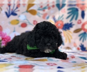 YorkiePoo Puppy for sale in LANCASTER, PA, USA