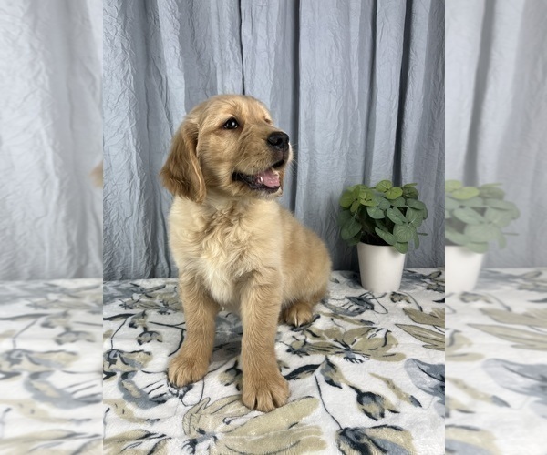 Medium Photo #3 Golden Retriever Puppy For Sale in GREENWOOD, IN, USA