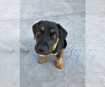 Small #3 Doberman Pinscher Mix