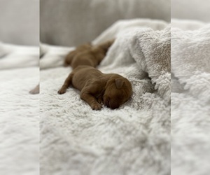 Medium Golden Retriever