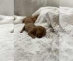 Puppy Puppy 1 Golden Retriever