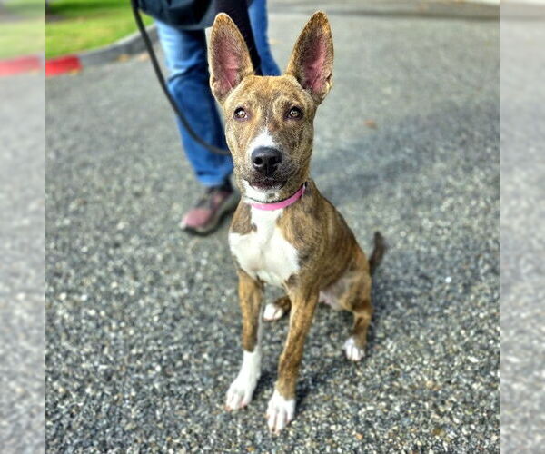 Medium Photo #1 German Shepherd Dog-Unknown Mix Puppy For Sale in Long Beach, CA, USA