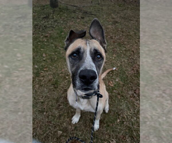 Medium Photo #1 Akita-Great Dane Mix Puppy For Sale in Forestville, MD, USA