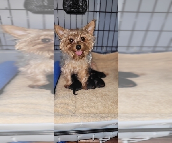Medium Photo #1 Yorkshire Terrier Puppy For Sale in AKRON, OH, USA