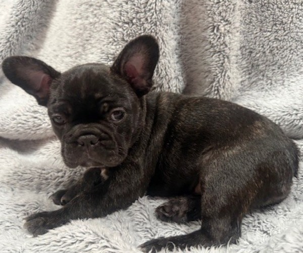 Medium Photo #5 Faux Frenchbo Bulldog-French Bulldog Mix Puppy For Sale in MOUNDRIDGE, KS, USA
