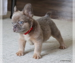 Small #6 French Bulldog
