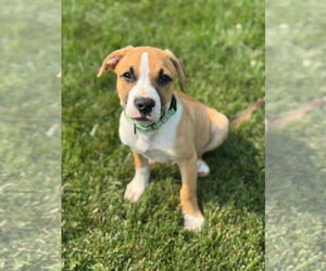 Mutt Dogs for adoption in New London, WI, USA