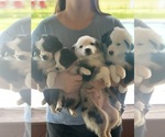 Small Miniature Australian Shepherd