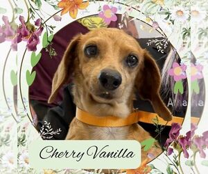 Dachshund Dogs for adoption in San Antonio, TX, USA