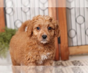 Cavapoo Puppy for sale in NAPLES, FL, USA